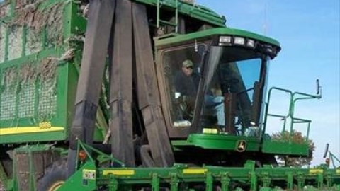 وش-چین-پنبه