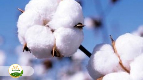 جایگاه-زراعت-پنبه-استان-خراسان-رضوی-در-کشور
