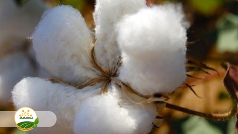 ارقام-مناسب-کشت-پنبه