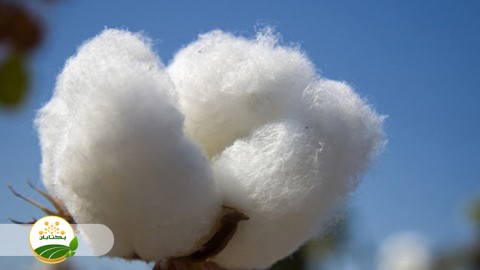 عوامل-خسارت-زا-در-فصل-کاشت