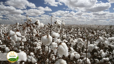 کنترل-صحیح-علفهای-هرز-در-مزارع-پنبه