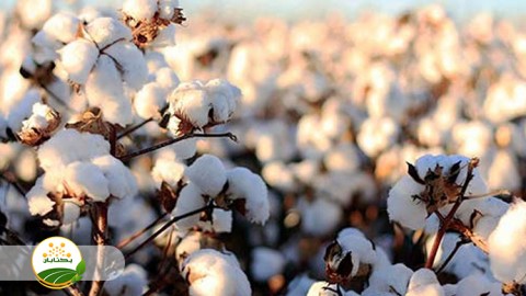 مدیریت-آبیاری-در-مزارع-پنبه
