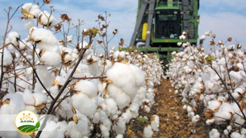 وضعیت-کشت-پنبه-در-سال-زراعی