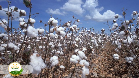 برداشت-پنبه