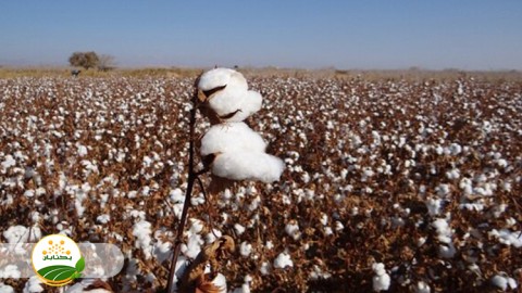 تاریخ-کشت-پنبه