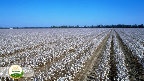 تغذیه-زراعت-پنبه