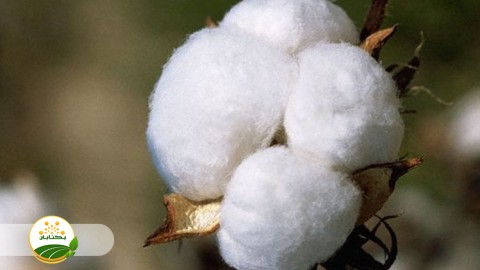 آفات-پنبه-و-مقابله-با-ان
