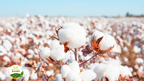 ضرورت-توسعه-مکانیزاسیون-پنبه