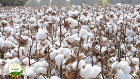 شخم-در-مزارع-پنبه