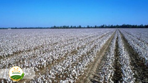 روشهای-خاکورزی-حفاظتی-در-کشت-پنبه