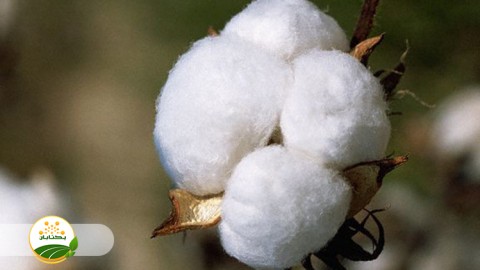 مزایا-کاشت-با-بذر-کار-در-اراضی-شور