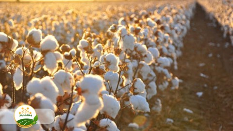 کشت-روی-پشته-های-دائمی