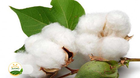 برای-داشت-و-برداشت-چه-روشهای-کاشت-مطلوب-است