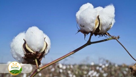 برداشت-با-غوزه-چین-بدون-هورمن-برگ-ریز