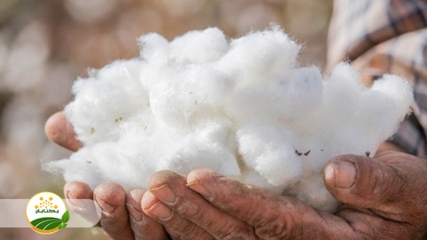 کلیپ-آموزشی-با-موضوع-پنبه