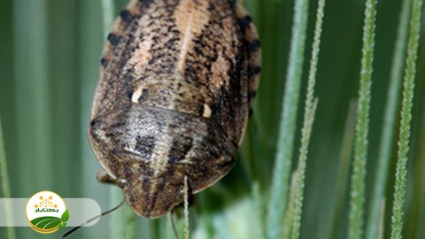 کلیپ-آموزشی-با-موضوع-سن-غلات