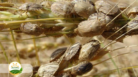 حوزه-فعالیت-حفظ-نباتات