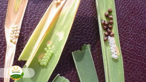 اقدامات-کشاورزان-برای-جلوگیری-از-سن-غلات