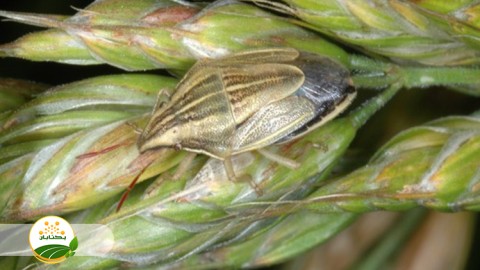 آیا-نحوه-کار-با-سمپاش-در-کنترل-افات-تاثیر-دارد