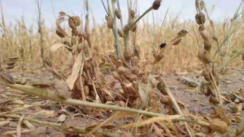 فعالیت-حفظ-نباتات-در-کنترل-عوامل-خسارت-زا