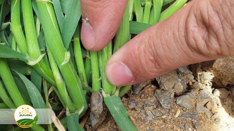 پراکنش-سن-غلات-در-ایران