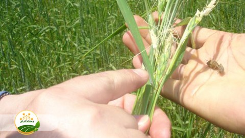 تغذیه-سن-غلات