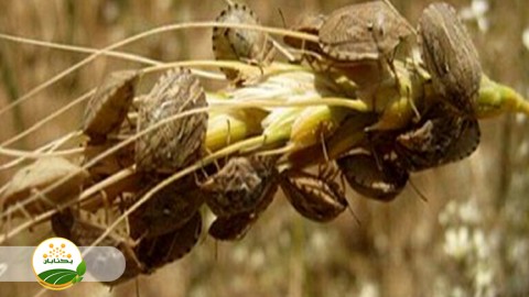 عوامل-طغیان-افت-سن-غلات