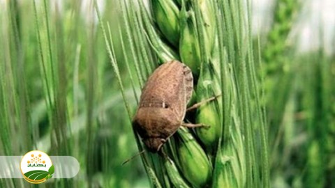 پیش-آگاهی-و-مدیریت-سن-غلات-در-استان-خراسان-رضوی