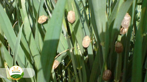 آیا-سن-غلات-در-کانون-هم-تغذیه-دارد