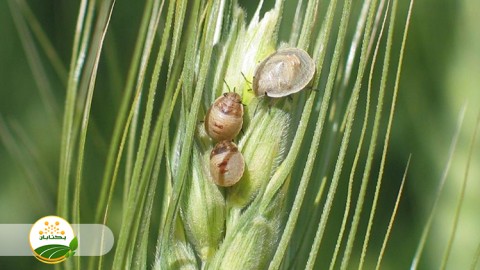 پایش-افت-سن-غلات-در-کانون-ها