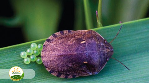 سن-زمستان-گذران-در-چه-شرایطی-وارد-مزارع-میشود