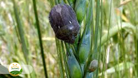 پیش-بینی-ریزش-سن-از-کانون