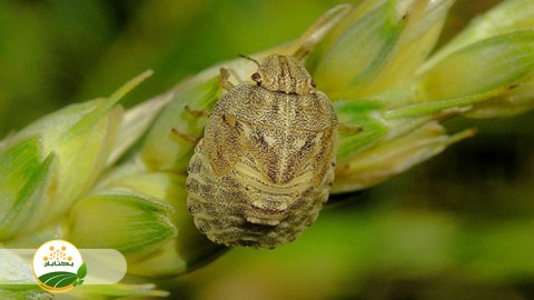 روشهای-مبارزه-برای-کنترل-افات