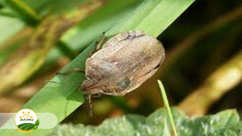 وضعیت-سموم-پیشنهادی-برای-کنترل-افات-سن-گندم-در-استان-خراسان-رضوی-و-توسعه-ها-و-نکات-برای-استفاده