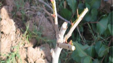 پاجوش-و-تنه-جوش-چیست