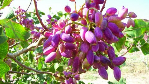 سال-آوری-پسته-و-مشکلات-آن