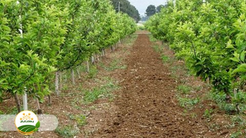 منظور-از-اصلاحات-باغات-چیست