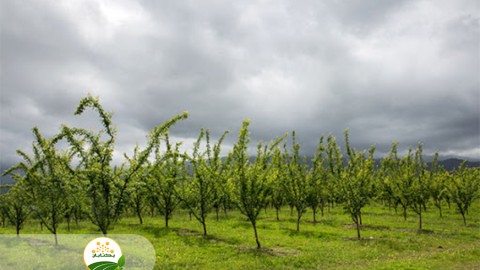 چه-زمانی-از-روش-اصلاح-و-چه-زمانی-نسبت-به-جایگزینی-باغات-اقدام-می-شود