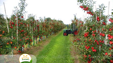 نقش-سرشاخه-در-اصلاح-باغات