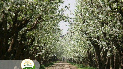 تغذیه-صحیح-در-باغات