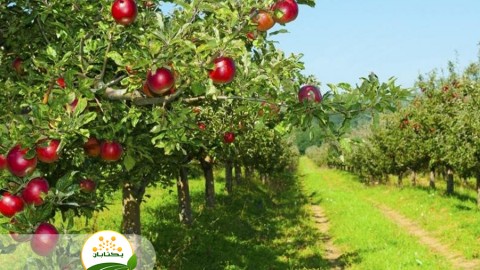 نقش-پایه-و-استفاده-از-ارقام-در-اصلاح-باغات