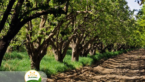 سرشاخه-کاری-چه-زمانی-انجام-میشود-و-چه-اهمیتی-دارد