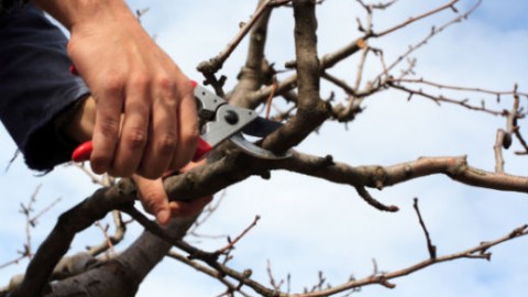 هرس-سربرداری