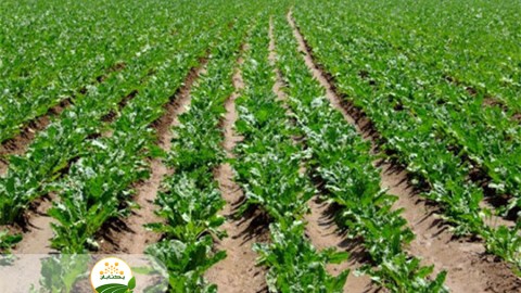 وضعیت-کشت-های-پاییزه