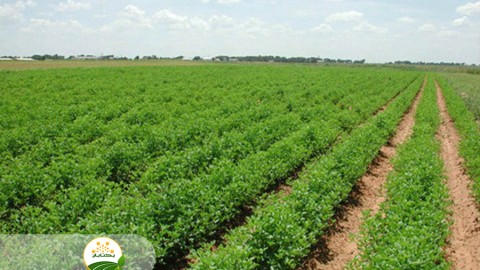 راهکارهای-جبران-خسارت-و-افزایش-عملکرد-در-گشت-های-پاییزه