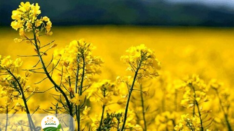داشت-کلزا-و-مزیت-کشت-در-تناوب-زراعی
