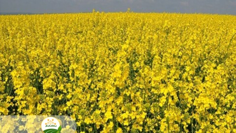 تاریخ-کشت-کلزا