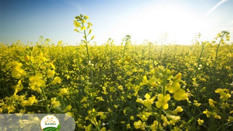 کود-های-مورد-نیاز-داشت-کلزا