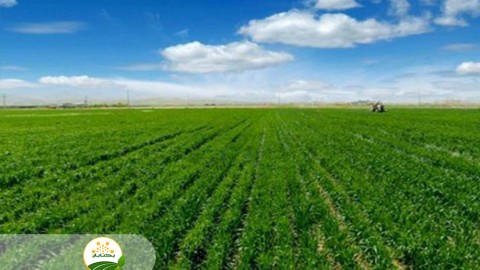 شرایط-مزارع-جو