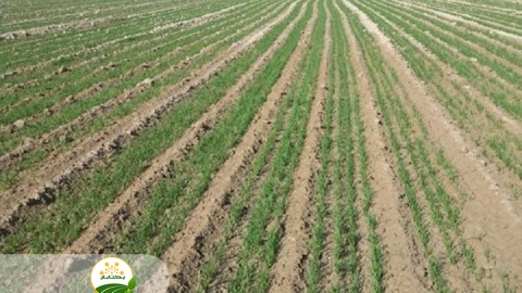 علوفه-سبز-جو